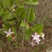Carissa spinarum L.